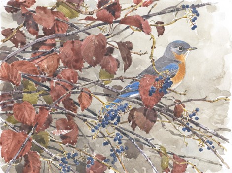Barry-vandusen-bluebird