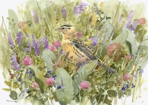 Barry-vandusen-female-bobolink