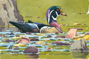 Barry-vandusen-woodduck