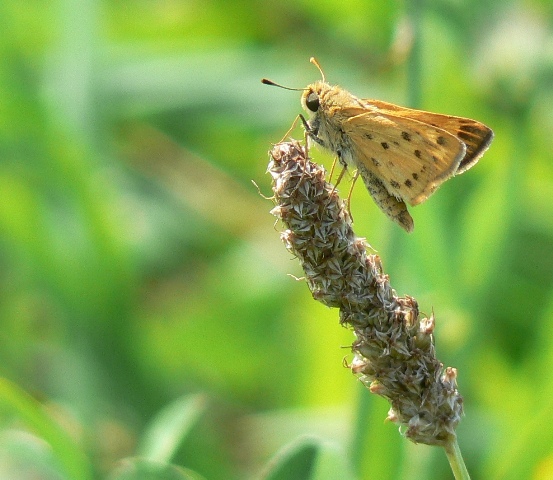 Fiery Skipper - DL - DWWS