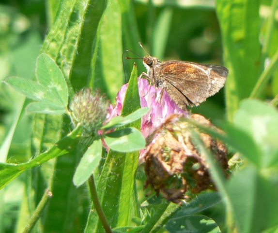 Zabulon Skipper 1 - DL - DWWS