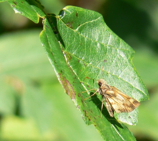 Zabulon Skipper 2 - DL - DWWS