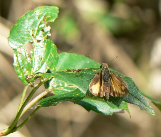Zabulon Skipper 3 - DL - DWWS