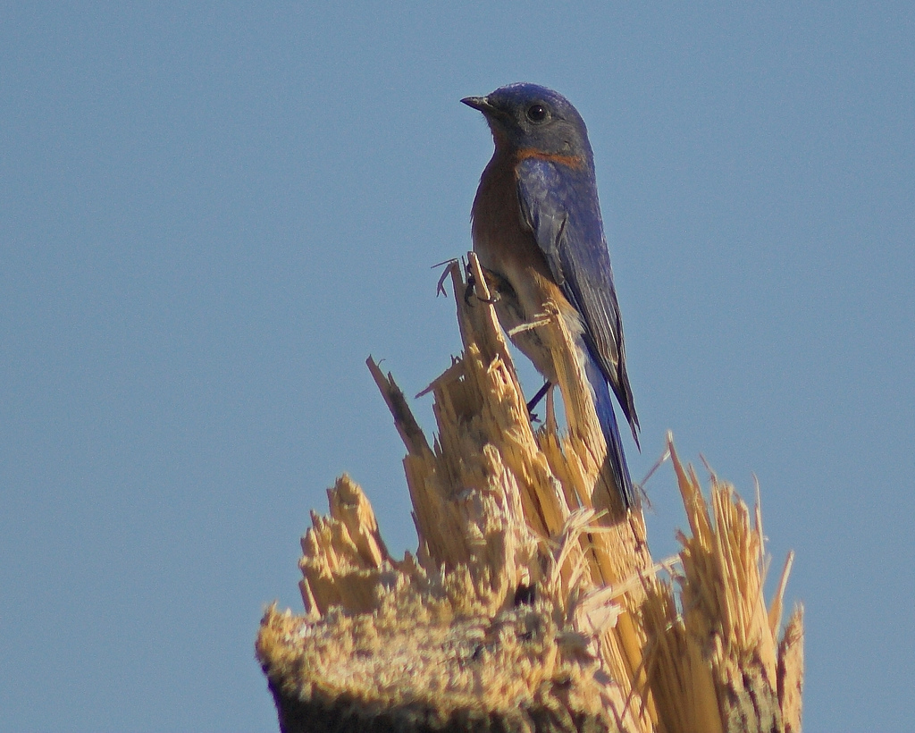 fledglings emerge from our cavity nests views from the fledglings emerge from our cavity nests views from the