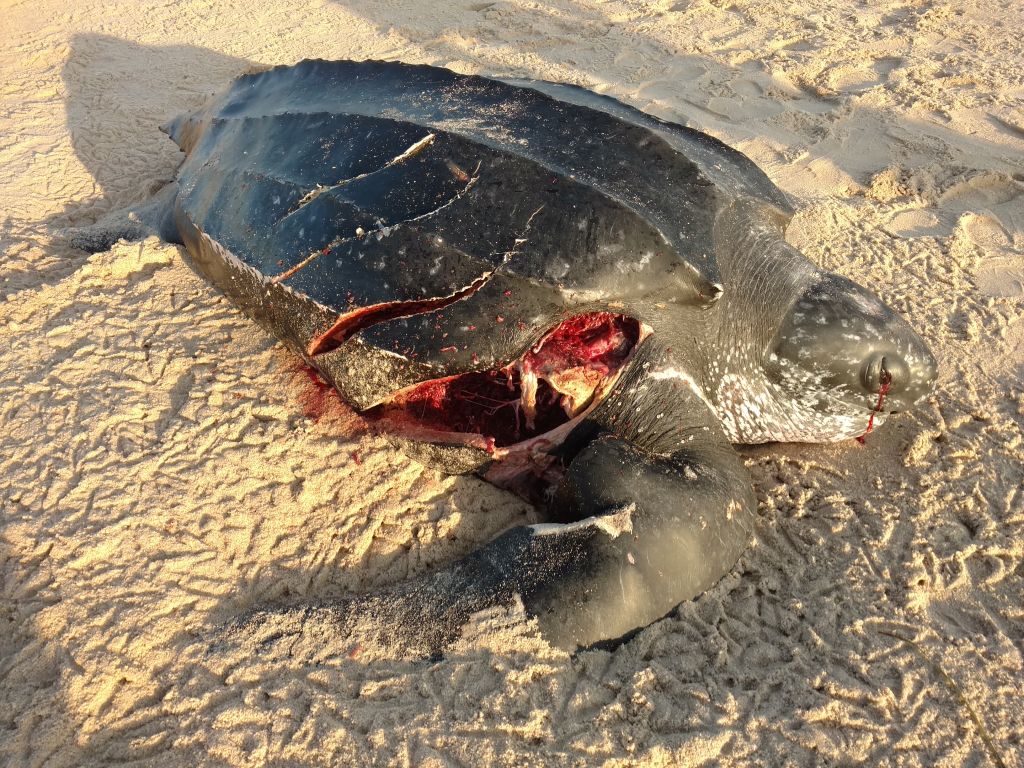 Keeping Track of Summer’s Sea Turtles | Field Notes: Citizen Science at