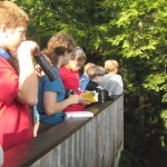BirdWalk