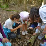 Forest Exploration4
