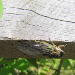cicada