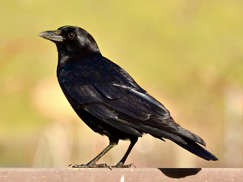 What is the difference between a crow and a blackbird?