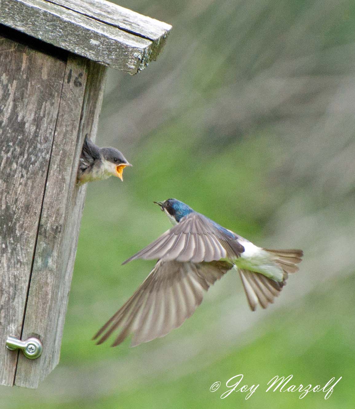Tree Swallow receiving a food delivery