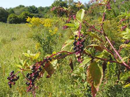 Poke berries