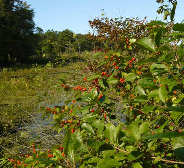 Winterberry holly