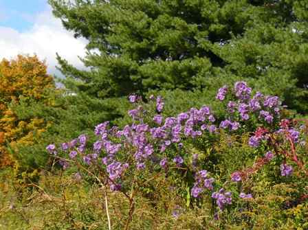 New England Asters