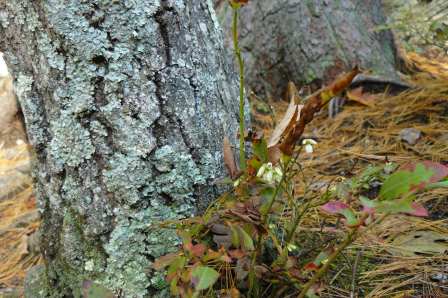 blueberry flowers in October