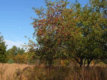 crabapple tree