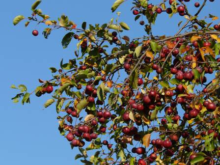 crabapples