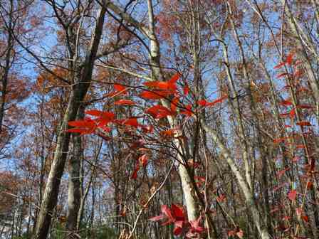 scarlet blueberries