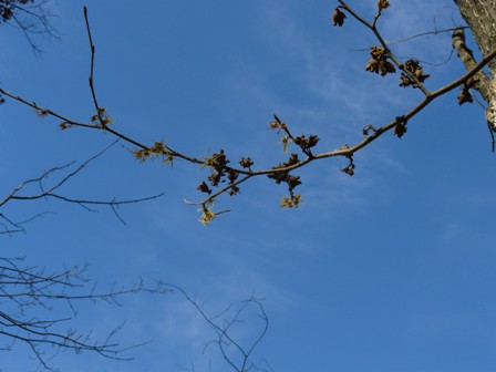 witch hazel w pods