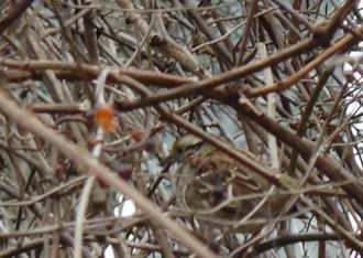 White-throated Sparrow 2