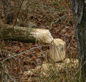 beaver chewed tree - boardwalk