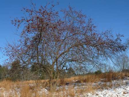 crabapples waiting for robins