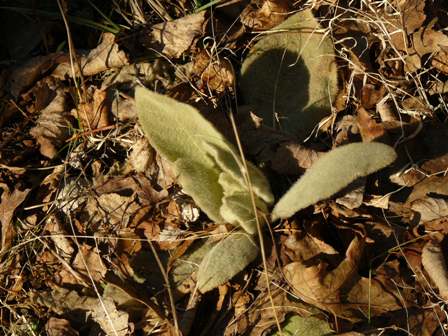 Common mullein