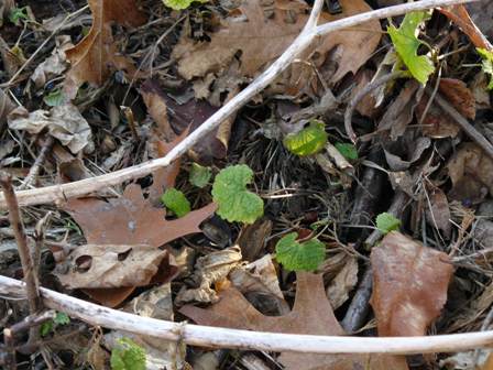 Garlic mustard