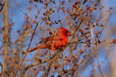 IMG_9328-Cardinal and berry SSM