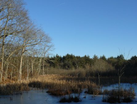 Winter marsh late afternoon