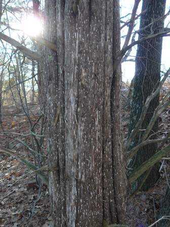 cedar trunk