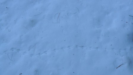 mouse tracks (2)