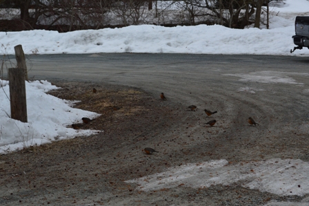 2-26-14 Robins at the crab apple tree