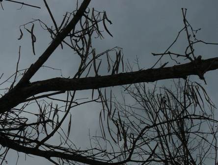 Catalpa pods