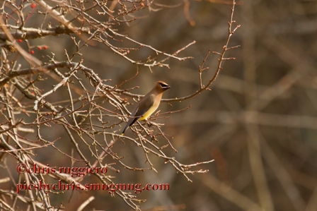 IMG_0112-Cedar waxwing SSA