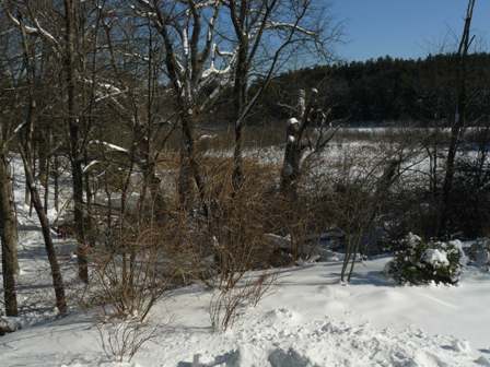 native plants garden