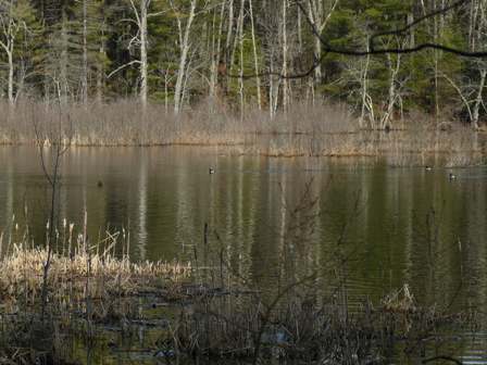 Ring-necked Ducks