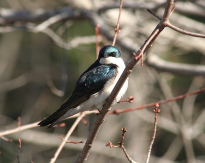 Tree swallow 1, touched up