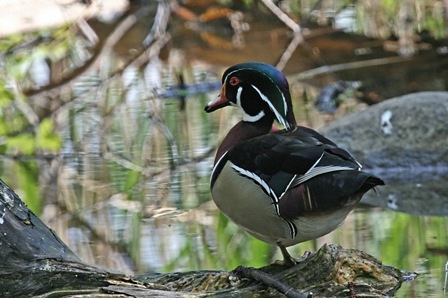 Wood duck 1