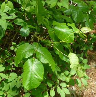 Poison ivy (2)