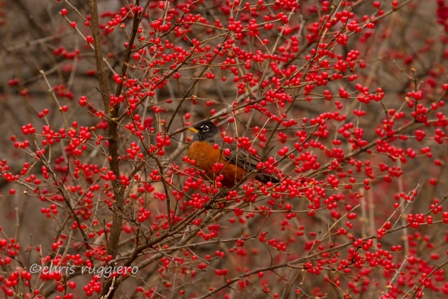 IMG_8195-Robin with berries   SSA