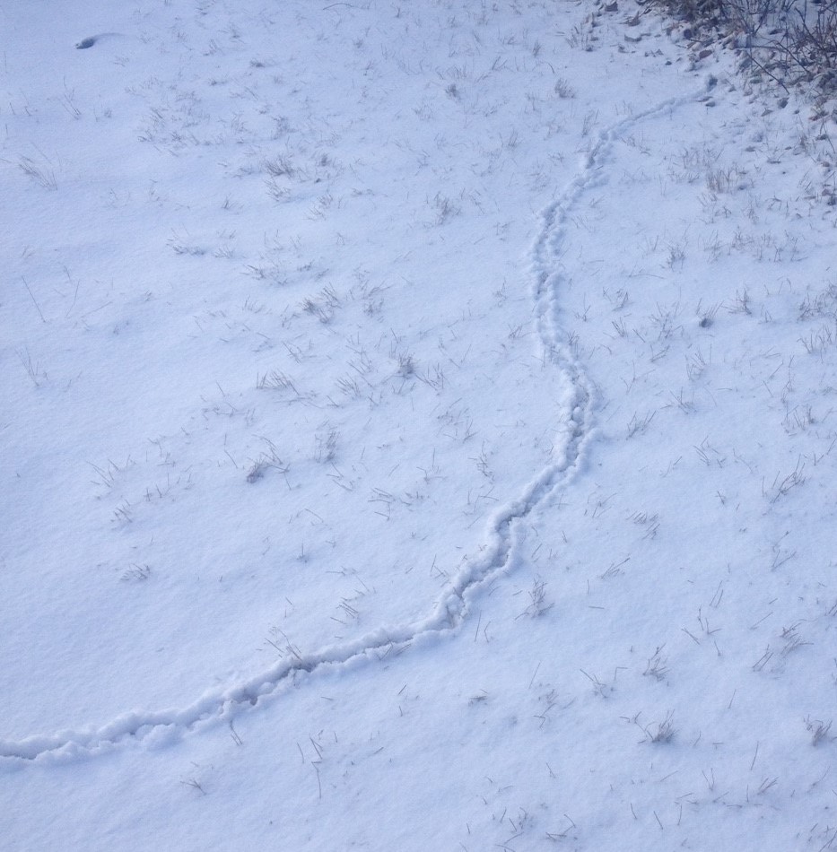 vole track in the snow