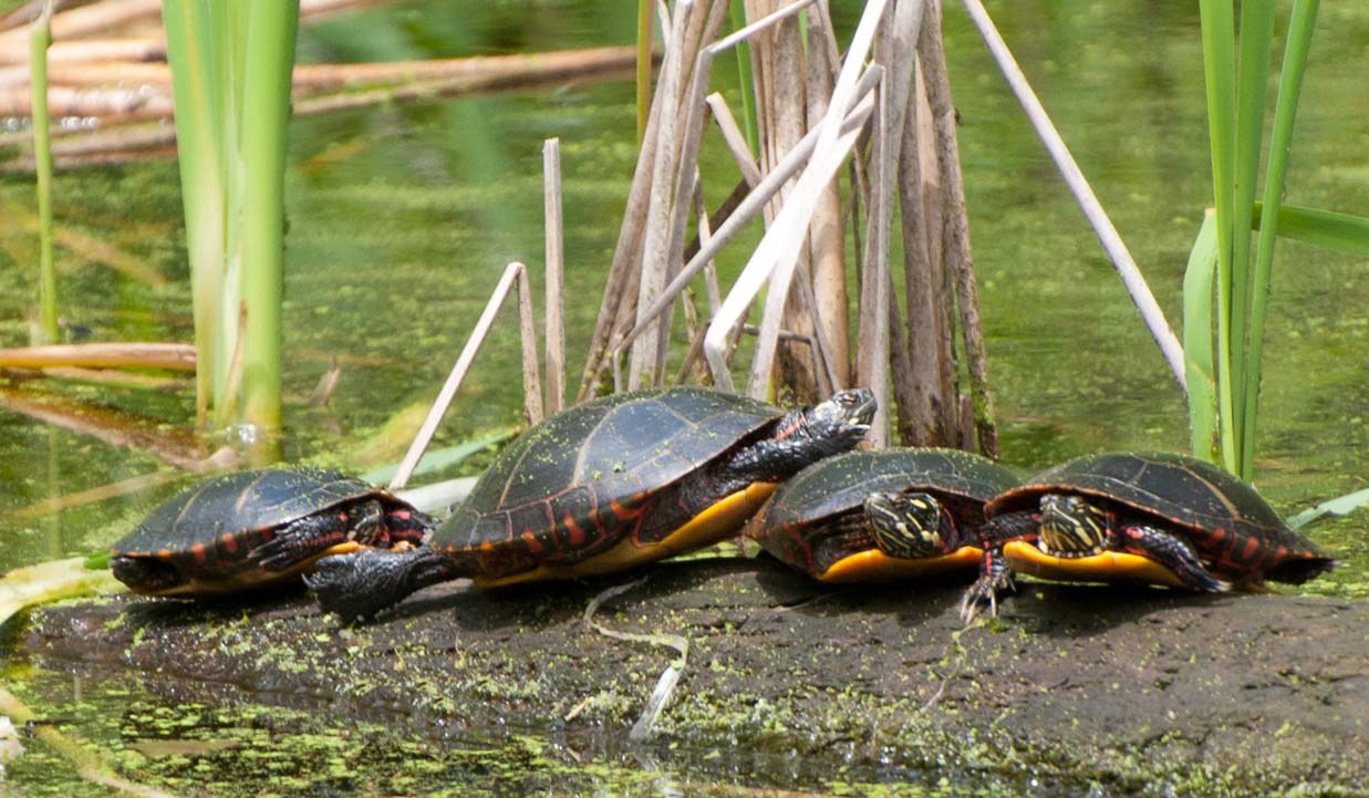 It’s All About the Turtles | Branching Out at Broadmoor