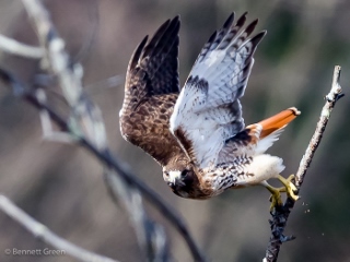 Red-tailed Hawk launching (320x240)
