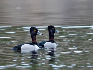 Ring-necked Duck (320x240)