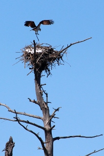4042R Osprey nest