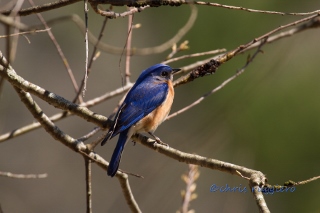 Bluebird male (320x213)