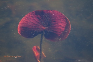 Lily pad underwater (320x213)