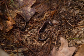 Red-backed salamander (320x213)