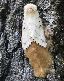 gypsy moth (254x320)