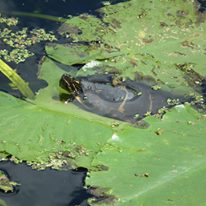 painted turtle on lily pad